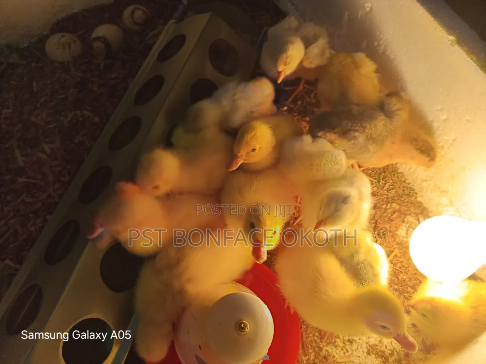 Poultry Farming