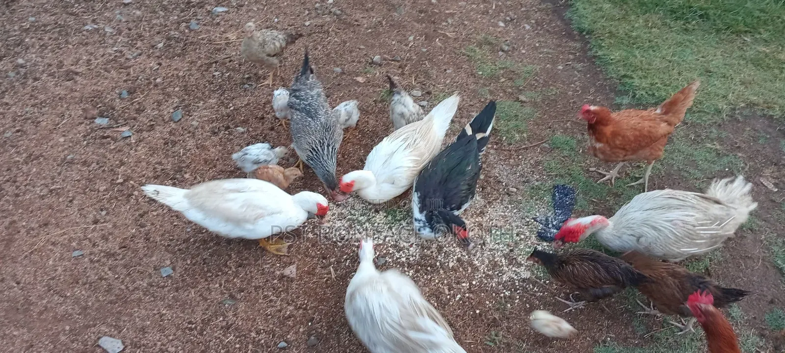 Poultry Farming