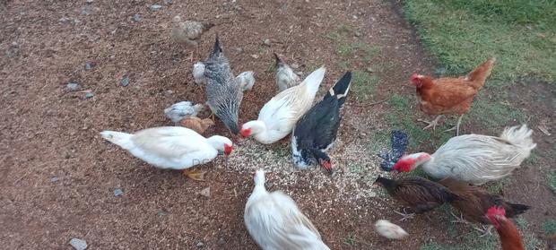 Livestock and Poultry - thumbnail 9