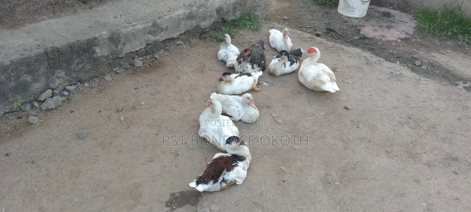 Poultry Farming