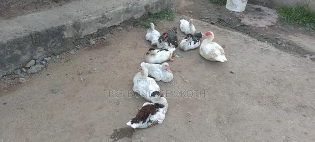 Livestock and Poultry - thumbnail 10