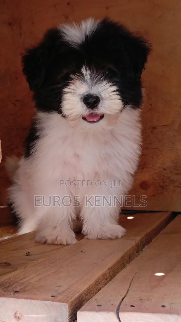 1-3 months Male Purebred Havanese - thumbnail 2