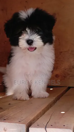1-3 months Male Purebred Havanese