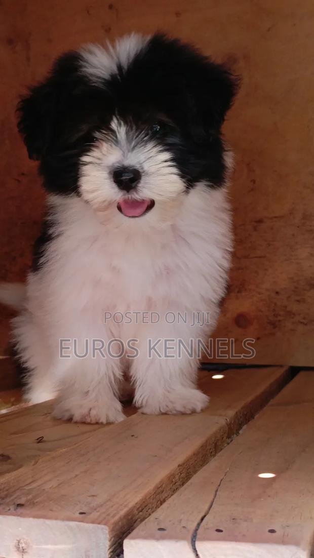 1-3 months Male Purebred Havanese - thumbnail 3