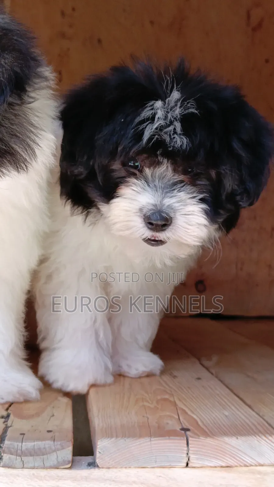 1-3 months Female Purebred Havanese