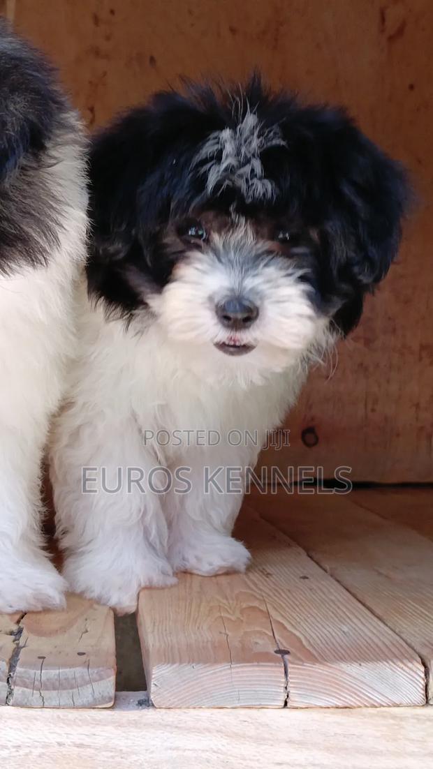 1-3 months Female Purebred Havanese - thumbnail 2
