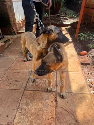3-6 months Male Purebred Belgian Malinois