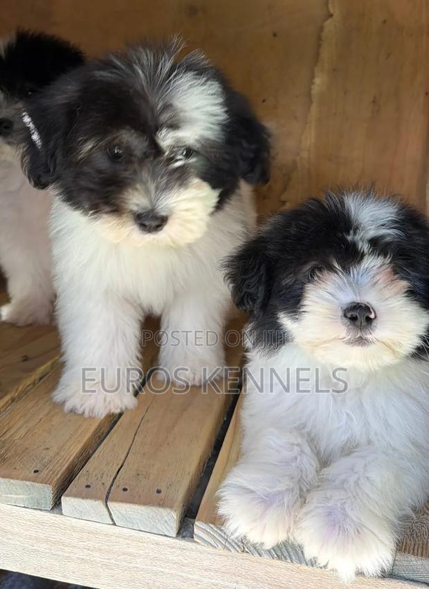 1-3 months Male Purebred Havanese