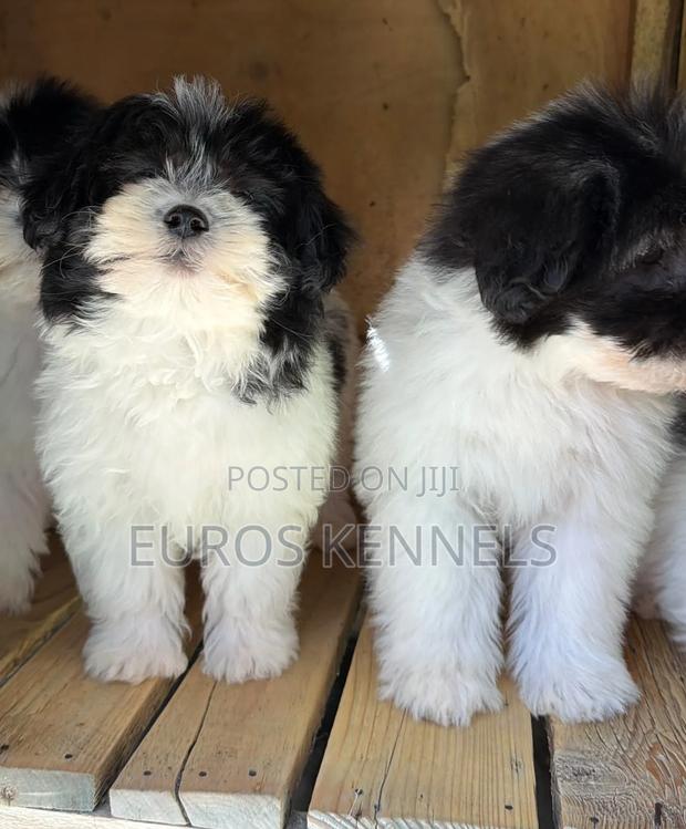 1-3 months Female Purebred Havanese