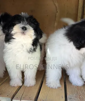 1-3 months Female Purebred Havanese
