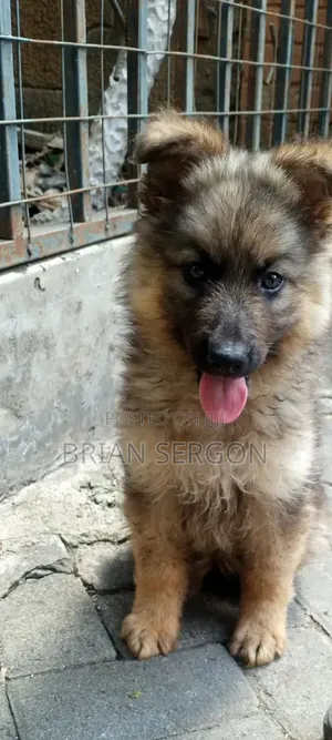 1-3 months Female Purebred German Shepherd