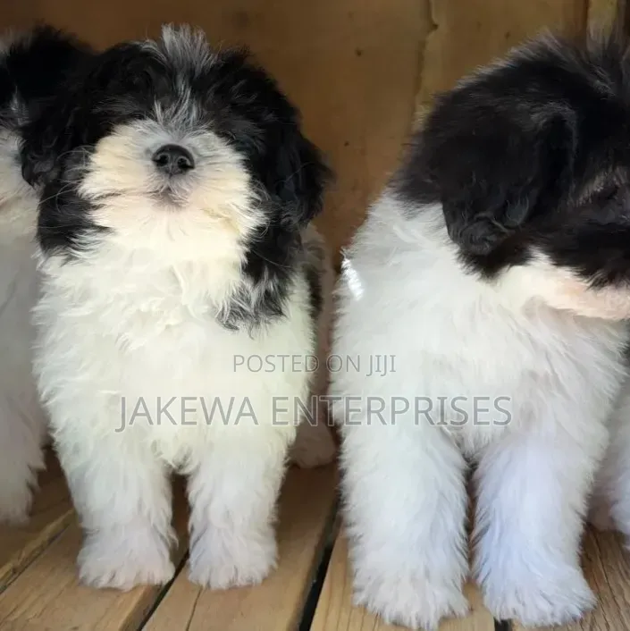 1-3 months Male Purebred Havanese