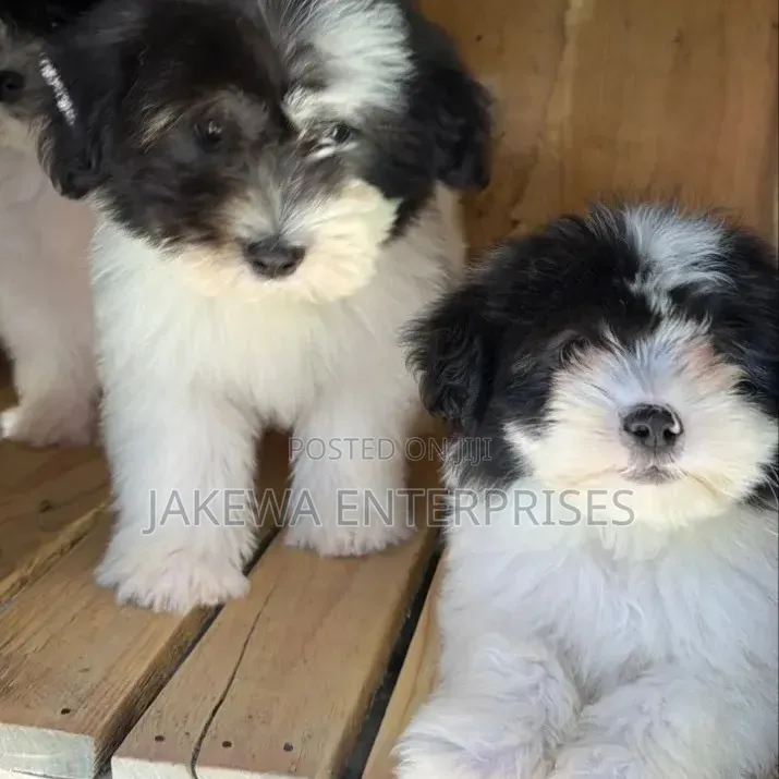 1-3 months Male Purebred Havanese