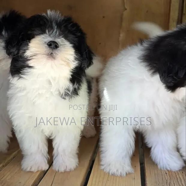 1-3 months Female Purebred Havanese