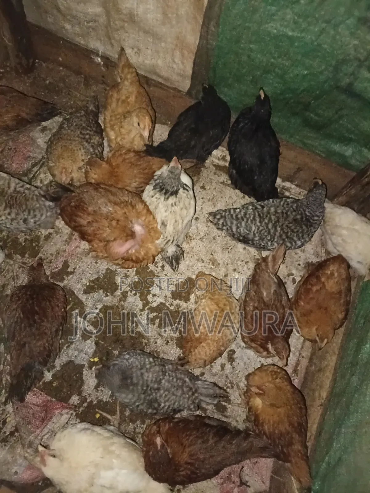 Kenbro Chickens 3_4months