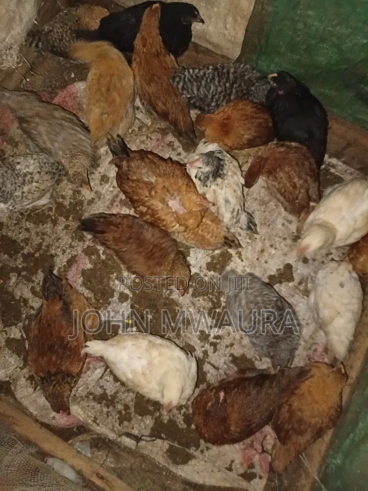Kenbro Chickens 3_4months