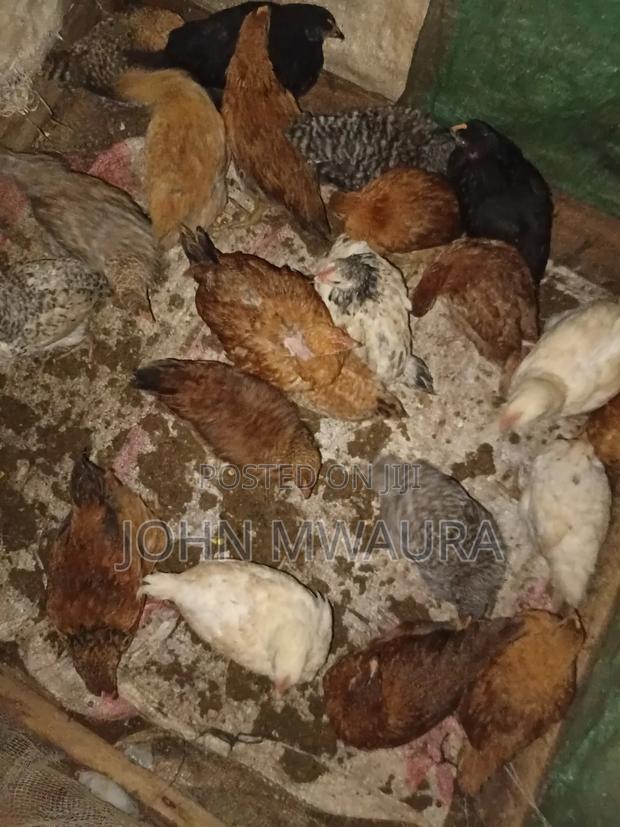 Kenbro Chickens 3_4months - thumbnail 2