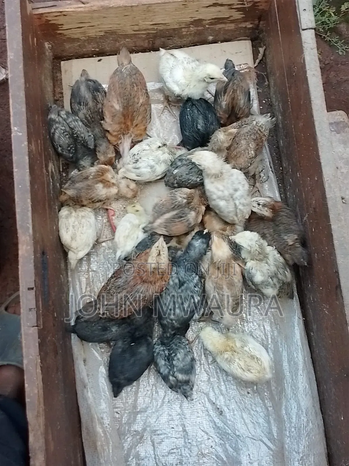 Kenbro Chickens 3_4months