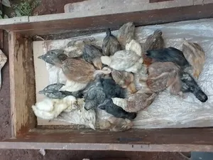 Kenbro Chickens 3_4months