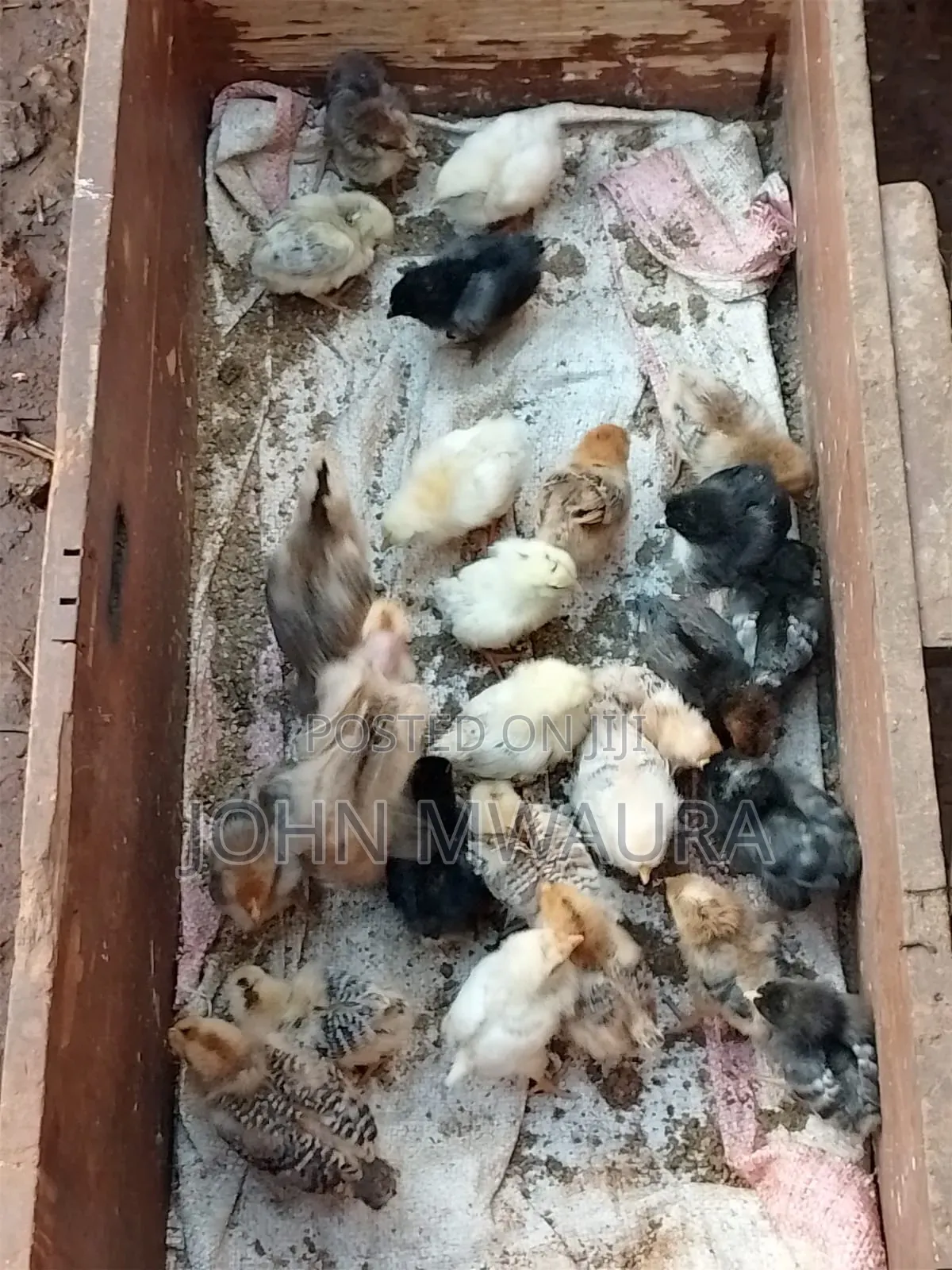 Kenbro Chickens 3_4months