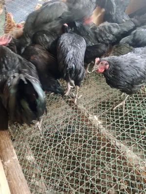 Black Australorp Chickens Available