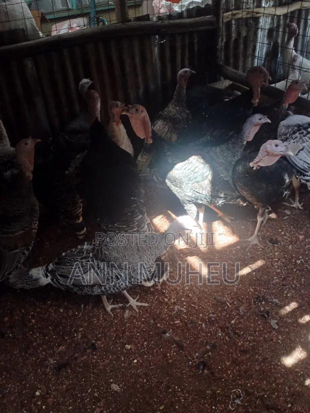 Mature Turkey Looking for New Homes - thumbnail 2