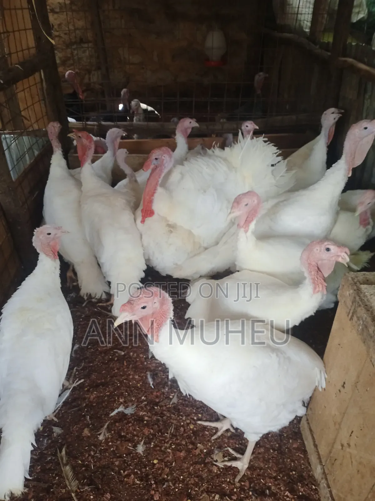 Mature Turkey Looking for New Homes