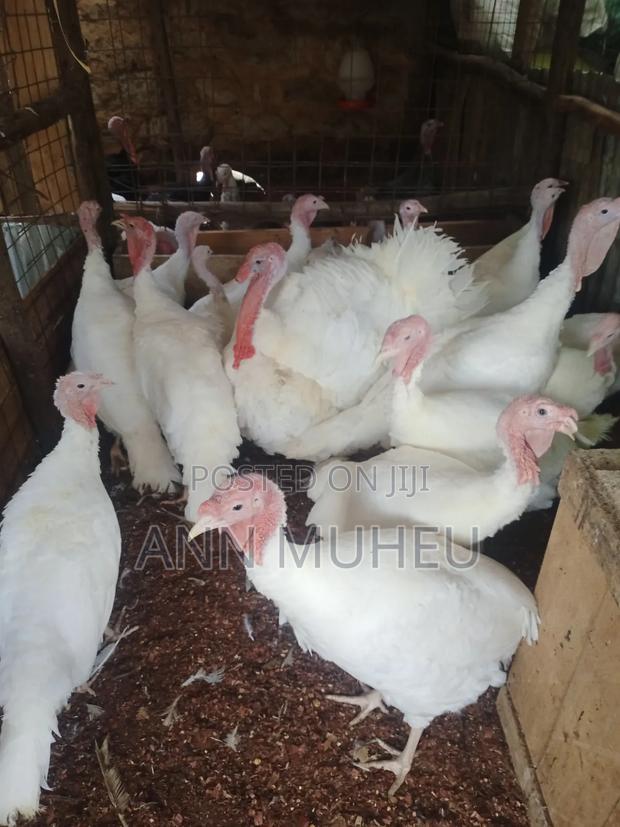 Mature Turkey Looking for New Homes - thumbnail 3