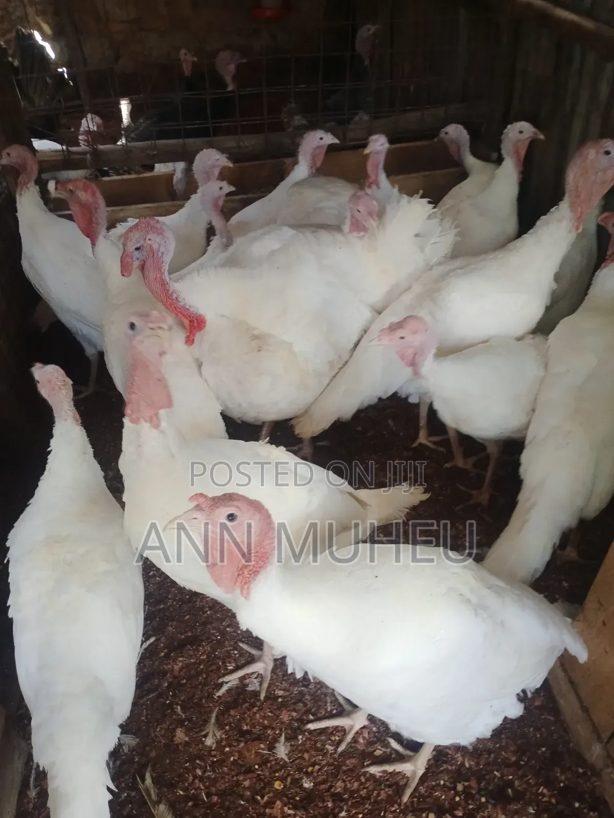 Mature Turkey Looking for New Homes