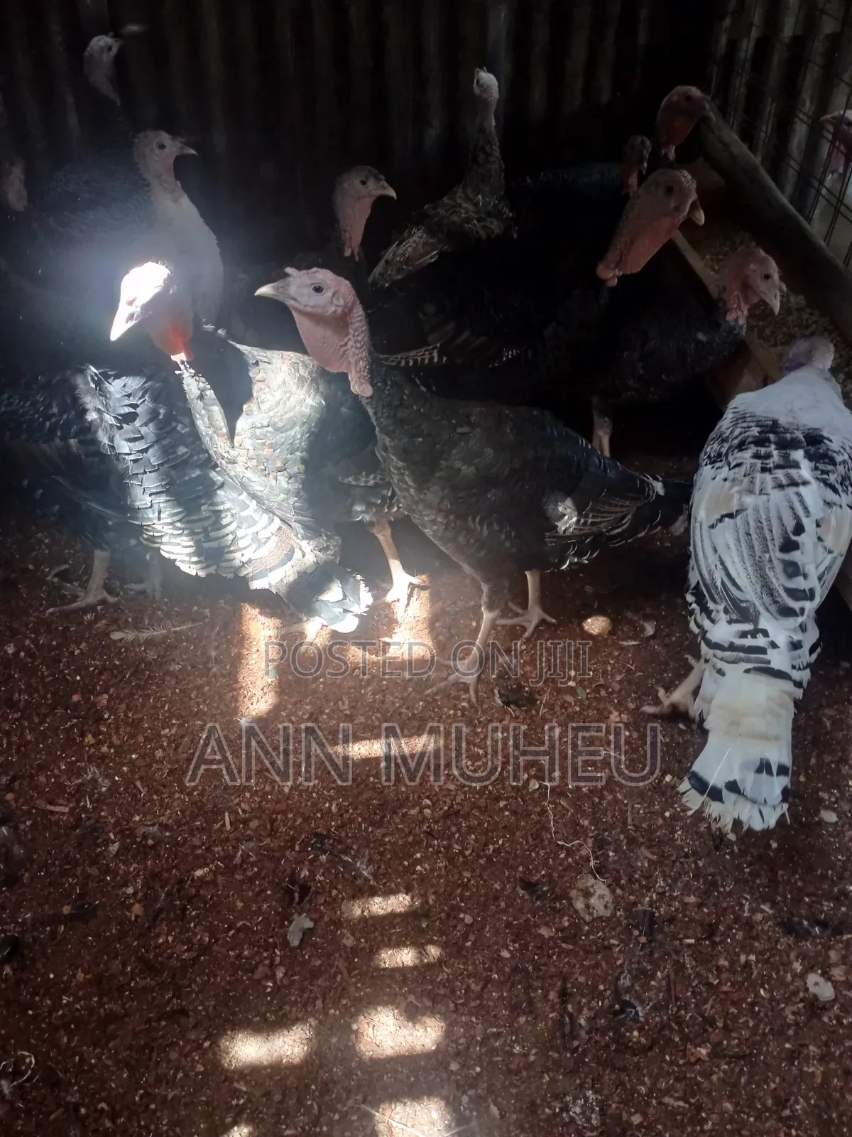 Mature Turkeys Looking For New Homes
