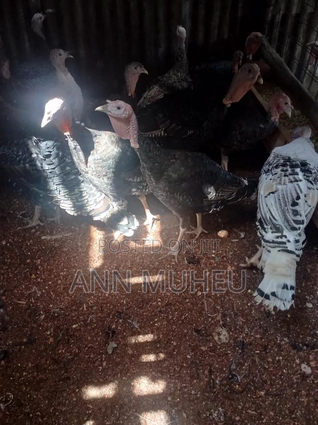 Mature Turkeys Looking For New Homes