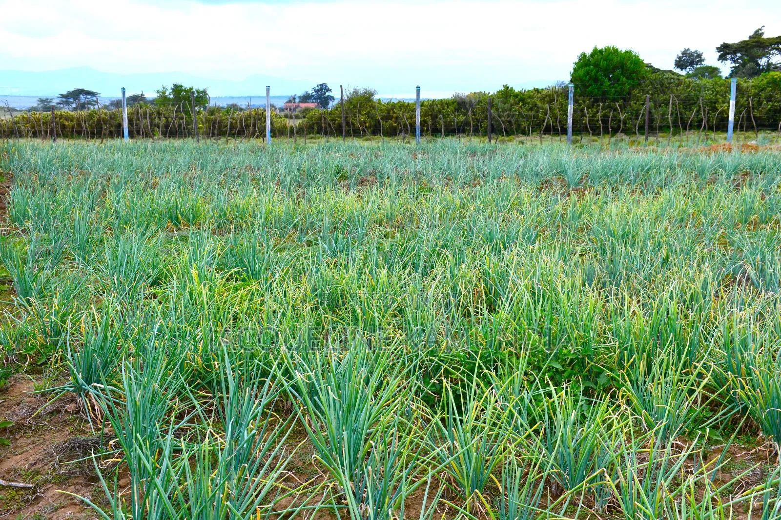Prime Plot 50 by 100 in Naivasha