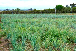 Prime Plot 50 by 100 in Naivasha