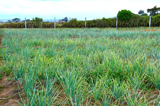 Prime Plot 50 by 100 in Naivasha