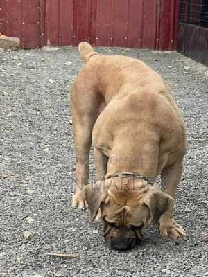 1+ year Female Purebred Boerboel
