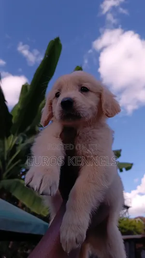 1-3 months Female Purebred Golden Retriever