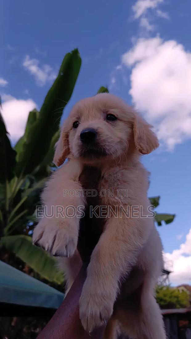 1-3 months Female Purebred Golden Retriever