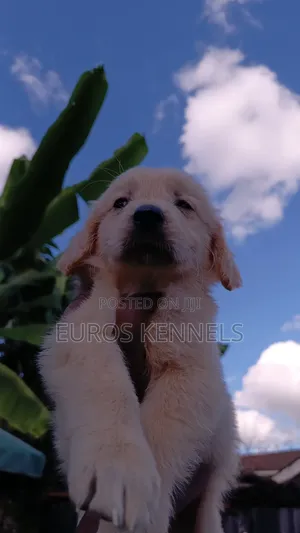 1-3 months Female Purebred Golden Retriever