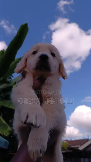 1-3 months Female Purebred Golden Retriever
