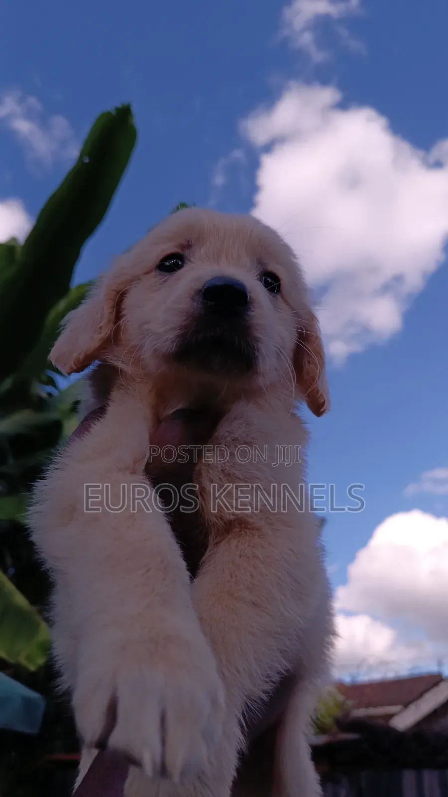 1-3 months Female Purebred Golden Retriever