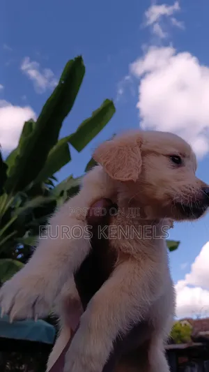 1-3 months Female Purebred Golden Retriever