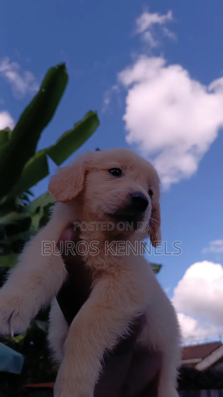1-3 months Female Purebred Golden Retriever
