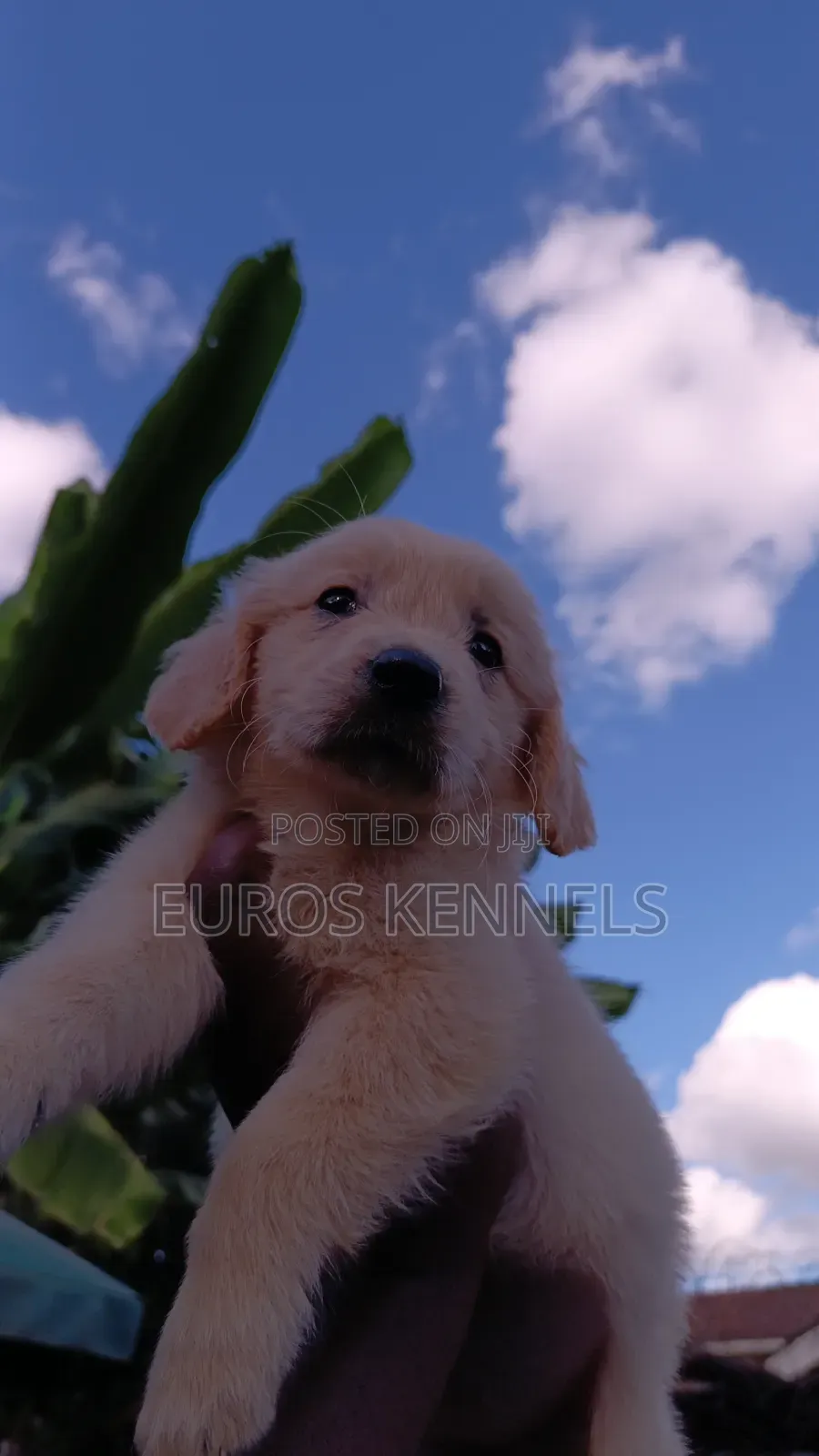 1-3 months Female Purebred Golden Retriever