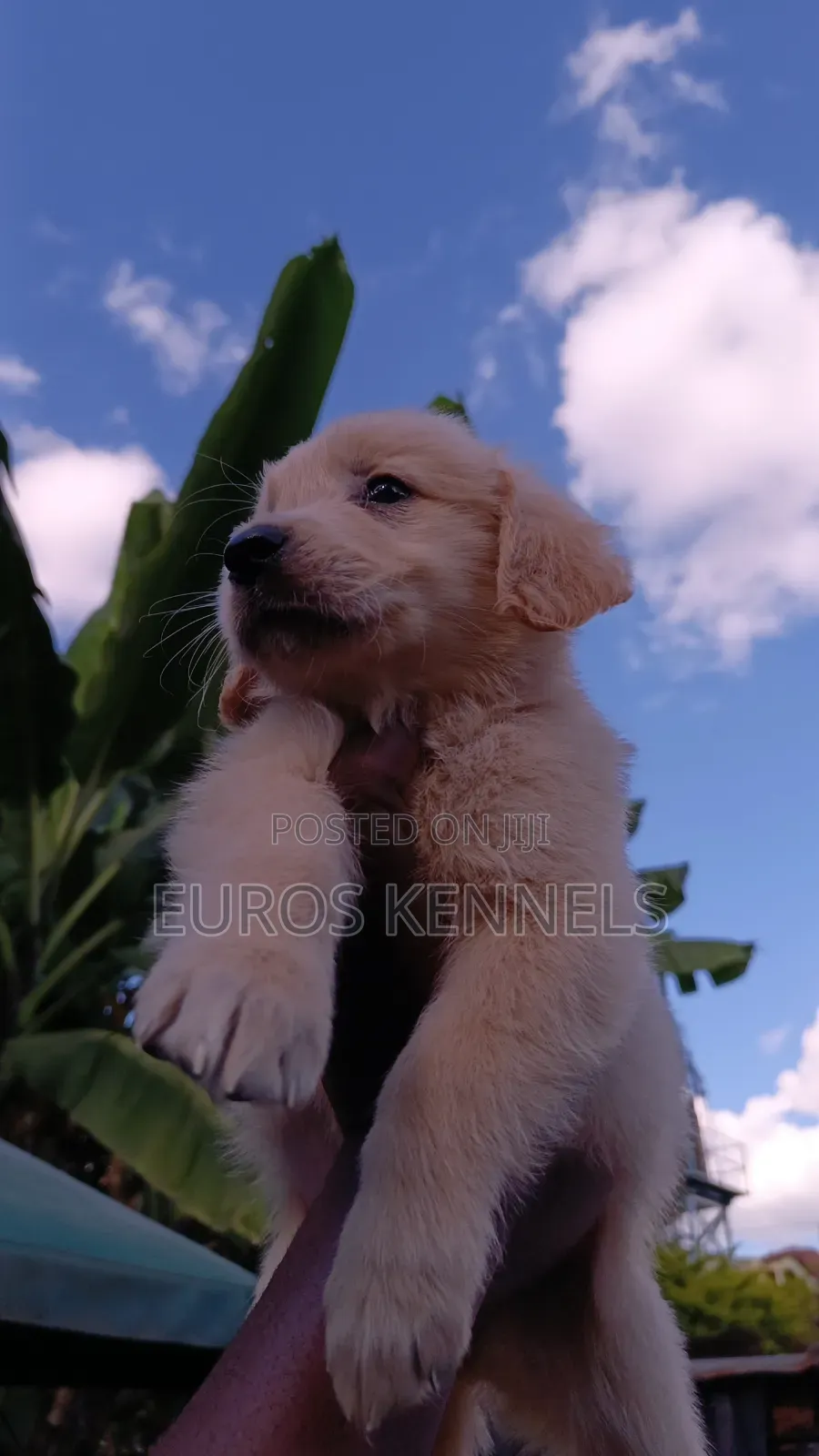 1-3 months Female Purebred Golden Retriever