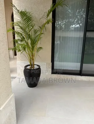 Large Outdoor Plants