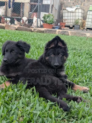 3-6 months Female Purebred German Shepherd