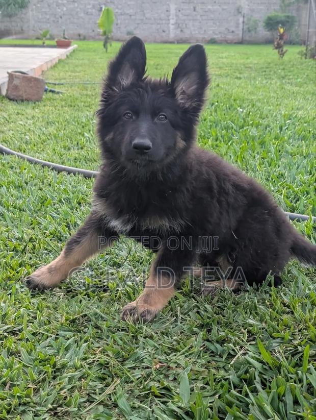 3-6 months Female Purebred German Shepherd - thumbnail 3