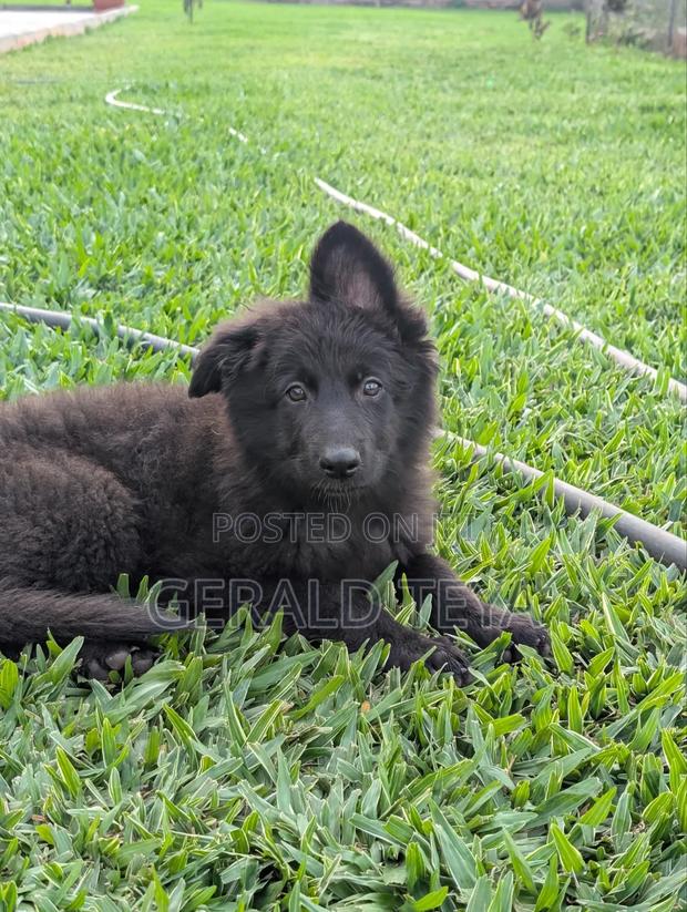 3-6 months Female Purebred German Shepherd - thumbnail 4