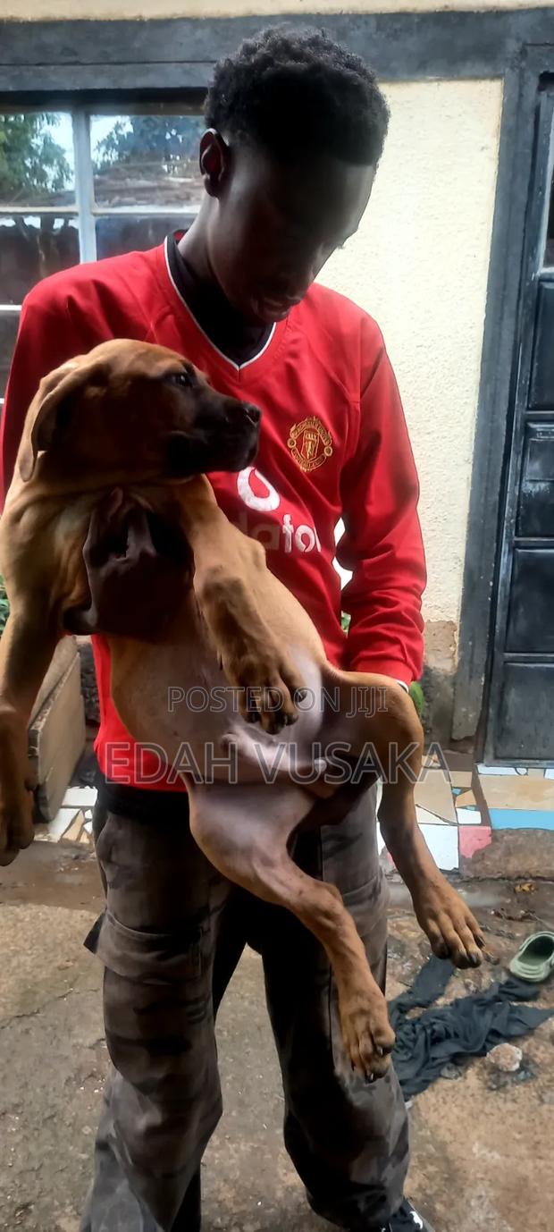 3-6 months Male Purebred Boerboel