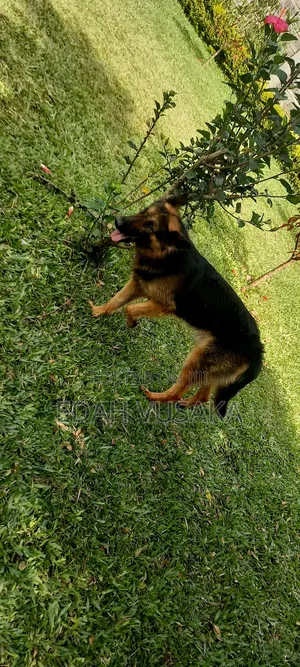 1+ year Male Purebred German Shepherd